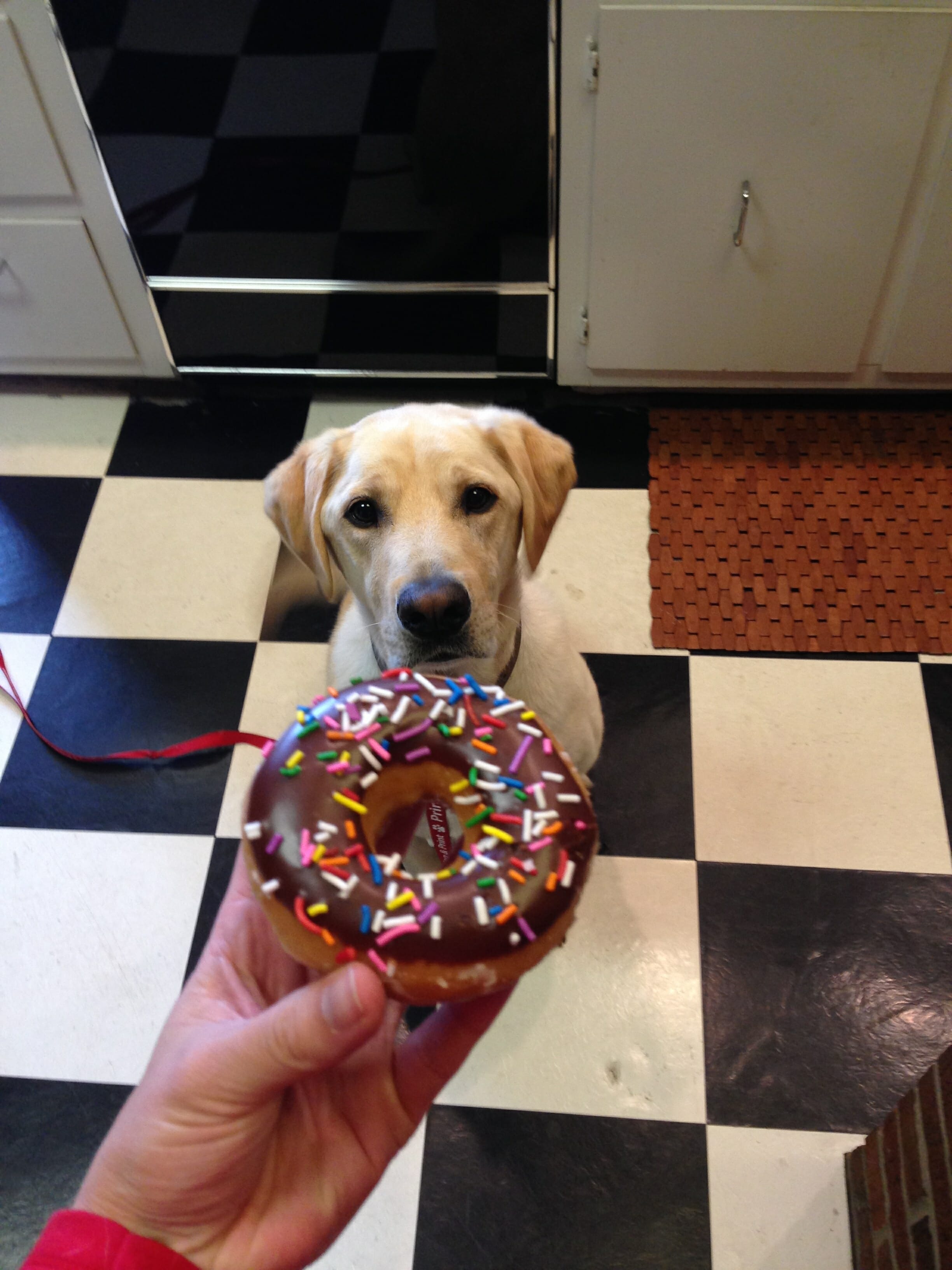 Dog and donut